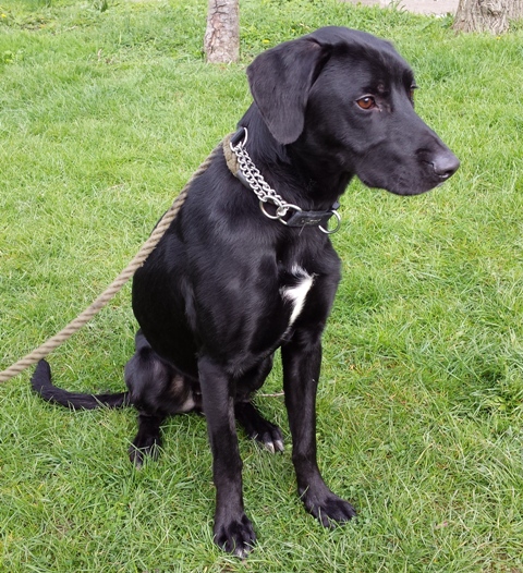 Marlee – 1-2 year old male Labrador Retriever Cross dog for adoption