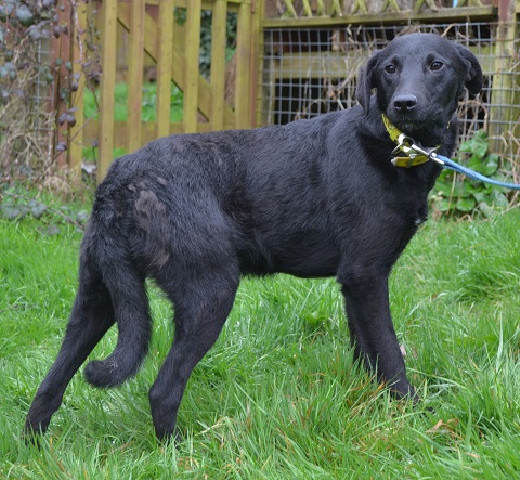 Queensland – 6-8 month old female Labrador Cross dog for adoption