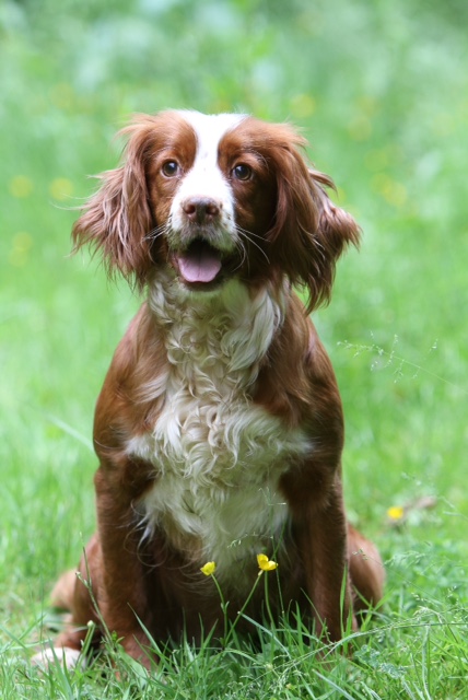 spaniel springer english rescue adoption dogs bonnie bella cocker female