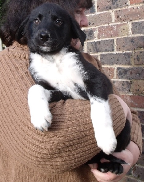 Bonnie Chloe Flossie and Louie - 10 week old male and female Labrador ...