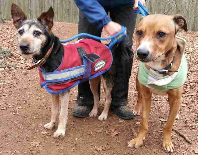 Animal Helpline Dog Rescue Peterborough Dogs for Adoption dogsblog