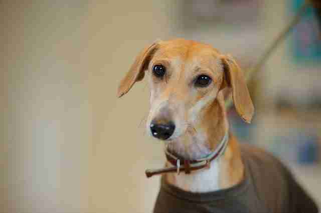 Dogs Now Rehomed Dogs For Adoption And Rescue Page 1331