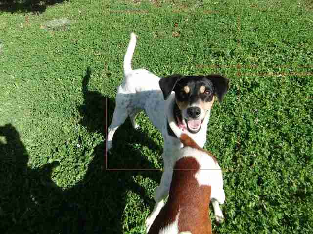 Allsorts Dog Rescue West Sussex Dogs For Adoption Dogsblog Com Page 67 Of 67