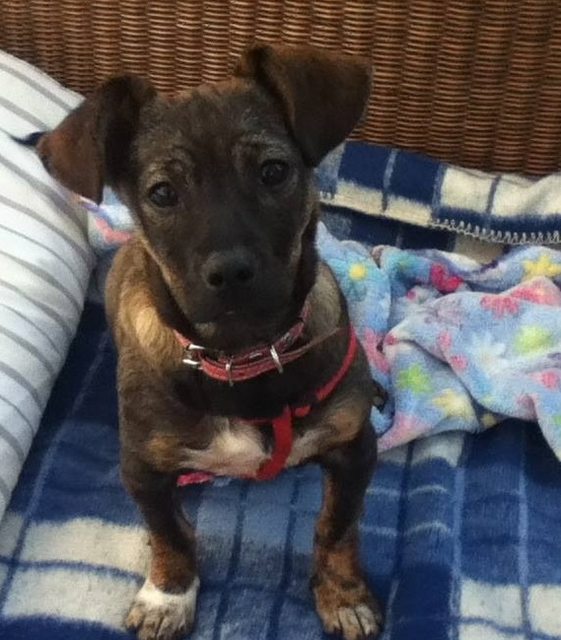 Sissy 6 Month Old Female CrossBreed