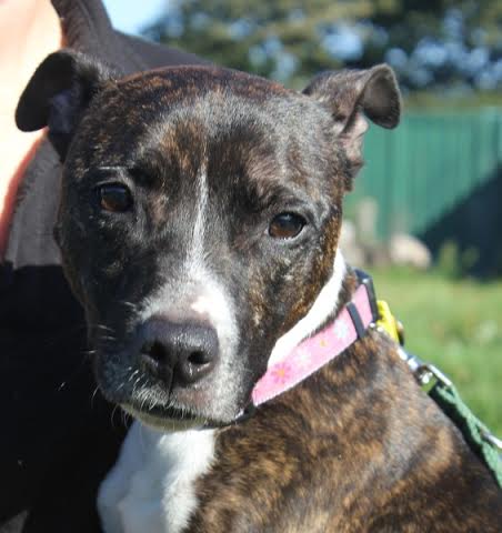 Posts by Freshfields Animal Rescue Centre Liverpool | Dogs for Adoption ...