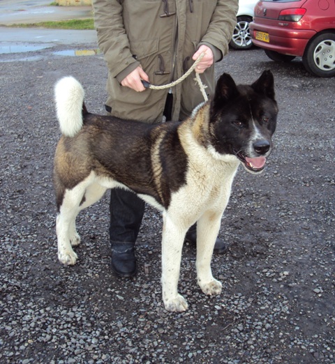 Caleb - 2 year old male Akita available for adoption