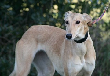 Saskia – 12-18 month old female Saluki cross Greyhound dog for adoption