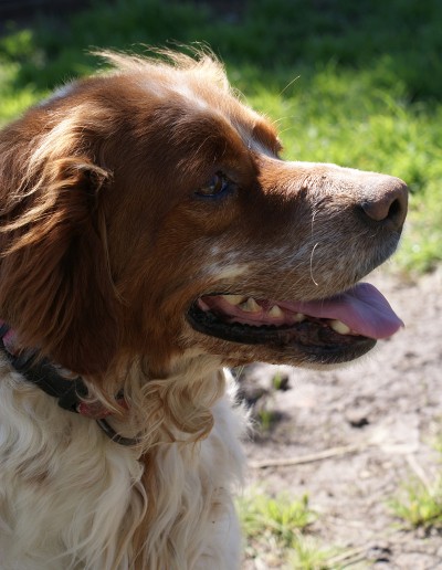 Jacko - 4 Year Old Male Brittany Spaniel Available For Adoption