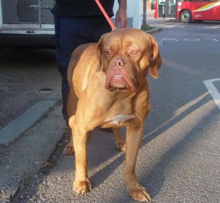 Dolly - 2 year old female Dogue de Bordeaux available for ...