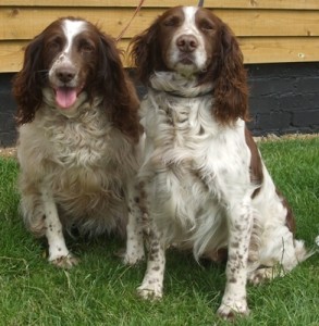 Whiskey and Ginger - 6 year old male and female English Springer ...