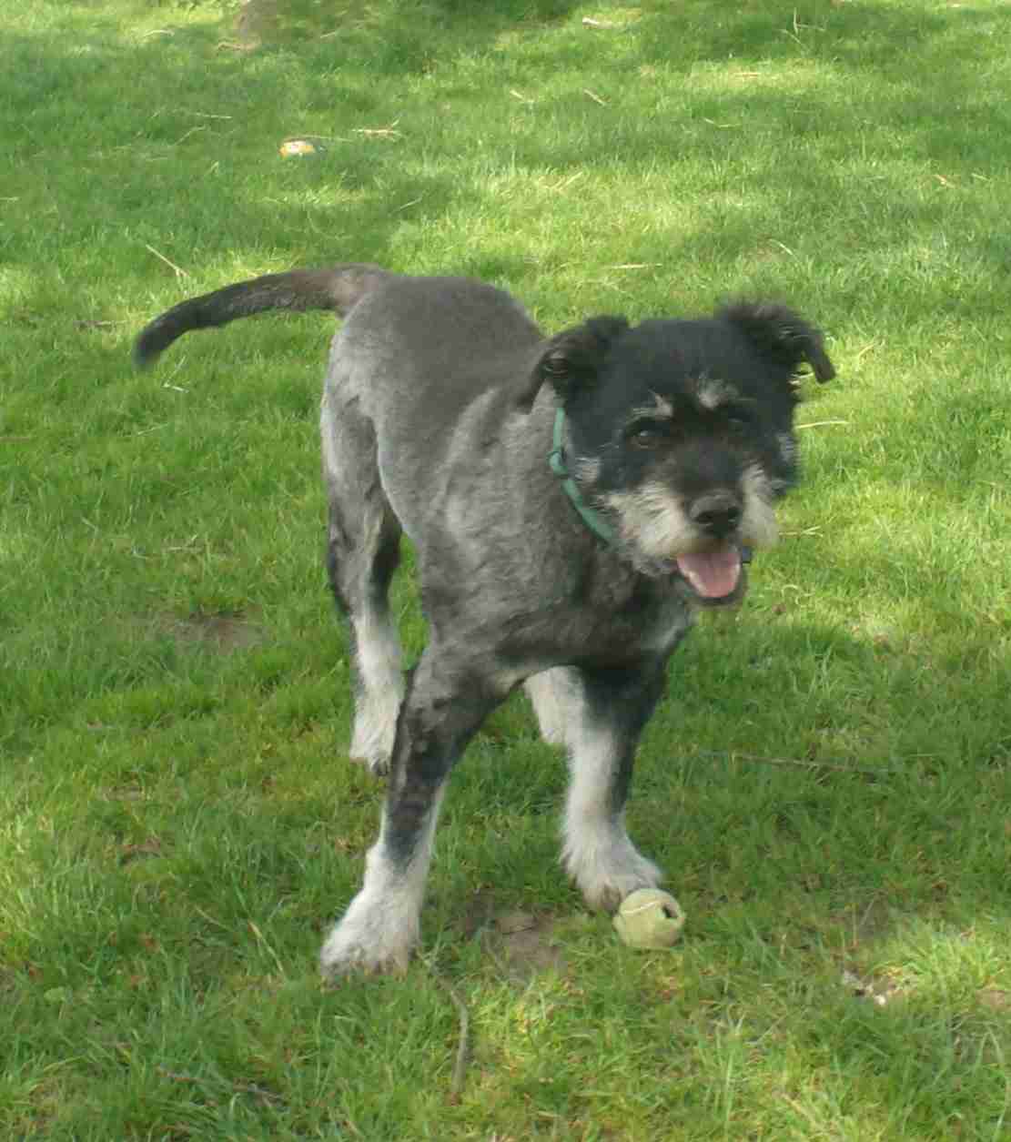 schnauzer cross staffy