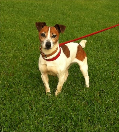 Poppy - 5 year old female Jack Russell Terrier available for adoption