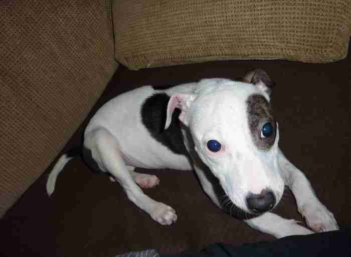 bull terrier cross jack russell