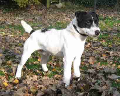white patterdale terrier