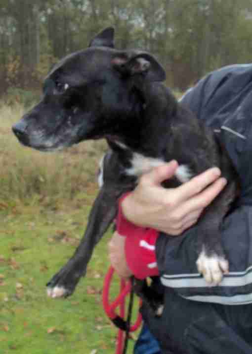 Animal Helpline Dog Rescue Peterborough Dogs for Adoption dogsblog