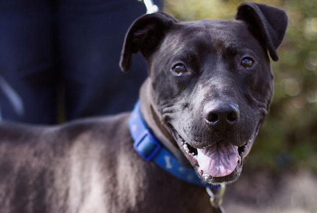 Basil – 3 year old male Staffordshire Bull Terrier cross Doberman dog ...