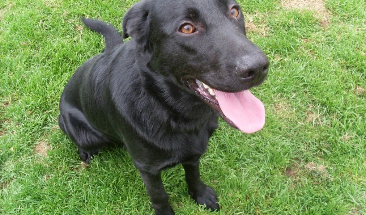 Charlie – 9 month old male Labrador Retriever dog for adoption