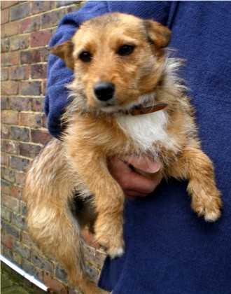 Corgi best sale cross terrier