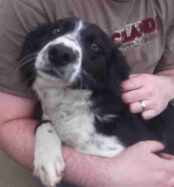 collie springer cross puppies