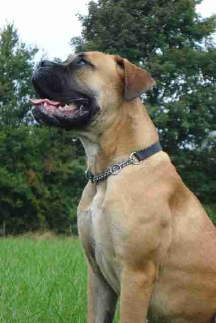 english mastiff boxers