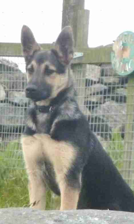 kelpie x german shepherd puppies