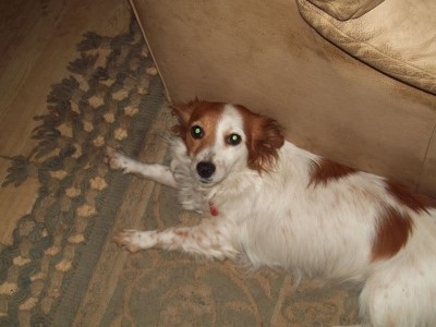 cavalier king charles x jack russell