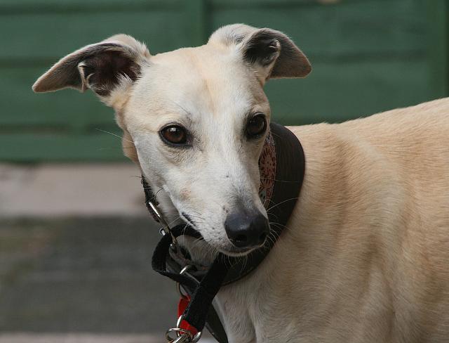 Barley - 4 year old male Whippet cross Saluki available for adoption