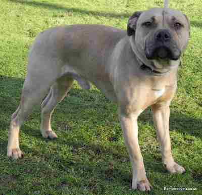boerboel staffie cross