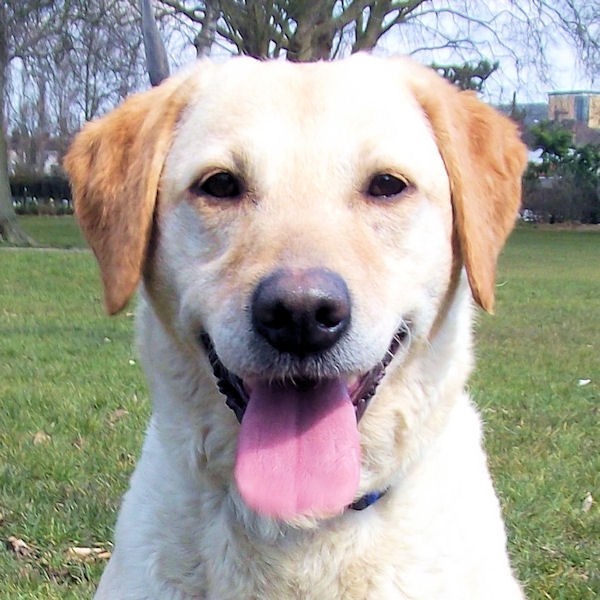 Candy - 4 year old female Labrador Retriever available for adoption