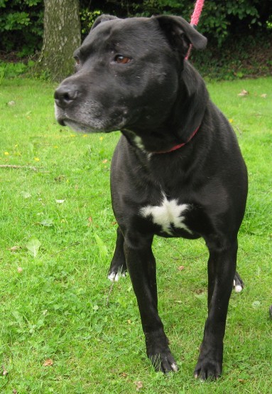 Charlie - 7 year old male Labrador cross Staffordshire Bull Terrier