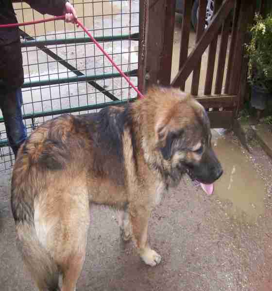 leonberger poodle cross