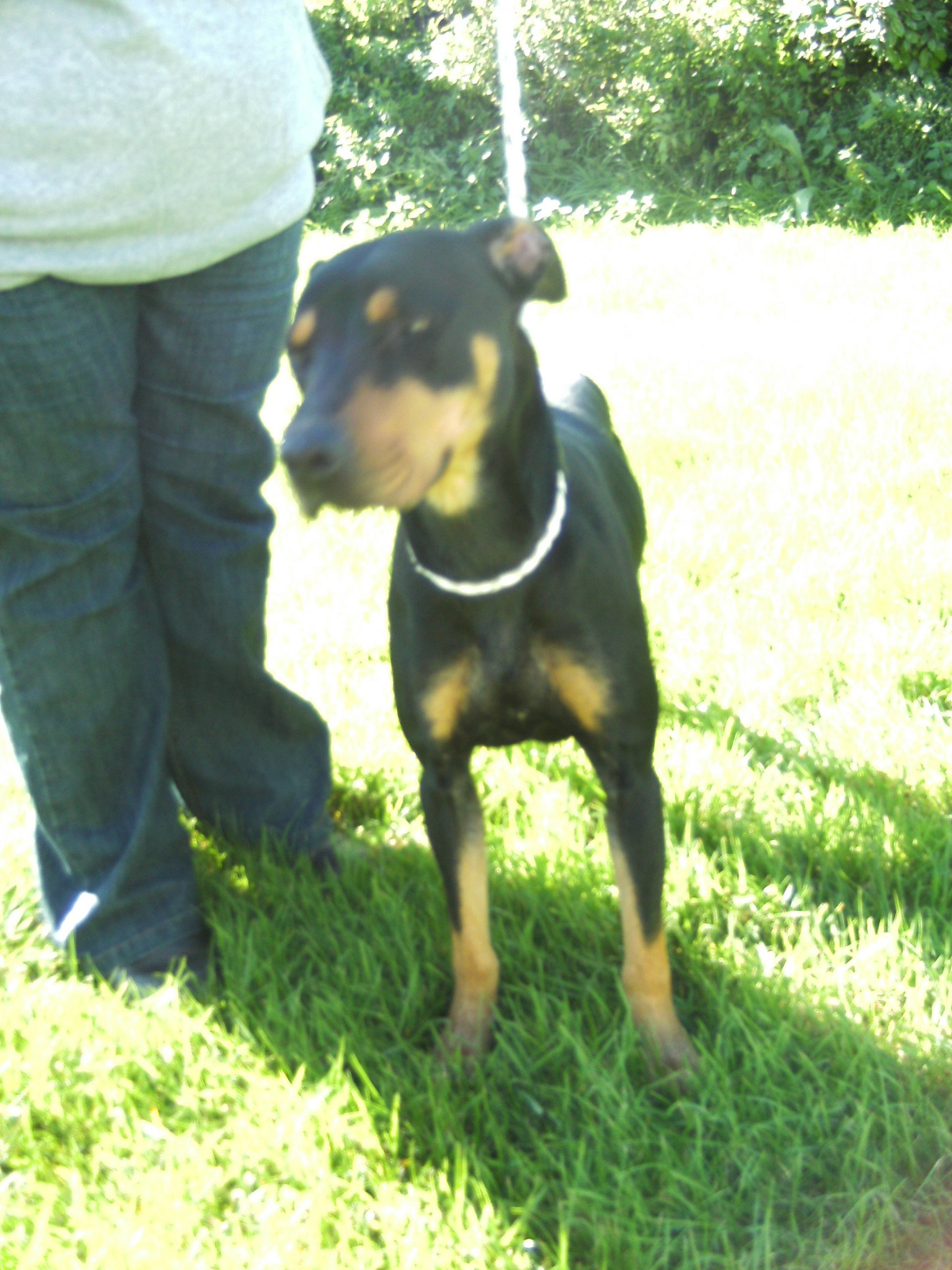 kelpie cross doberman