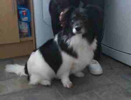 border collie and bichon frise cross