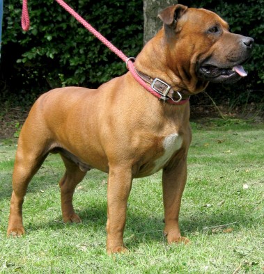 Red – 3 year old male Staffordshire Bull Terrier dog for adoption