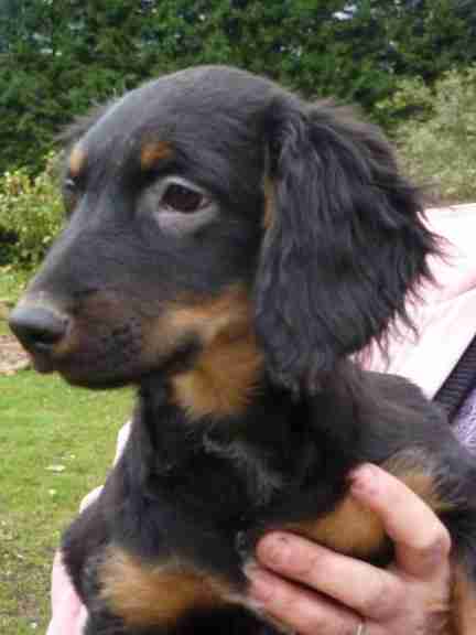 cocker spaniel cross kelpie
