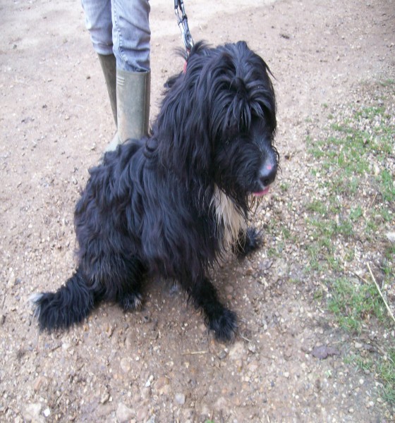 Ollie – 10 month old male Bearded Collie cross Springer Spaniel dog for ...