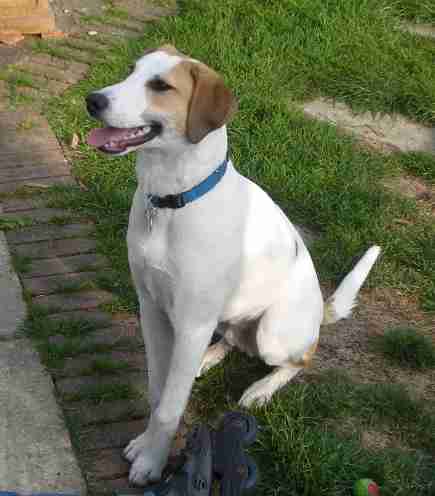 beagle greyhound cross