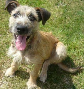 Sugar - 5-6 month old female Border Terrier Cross available for adoption