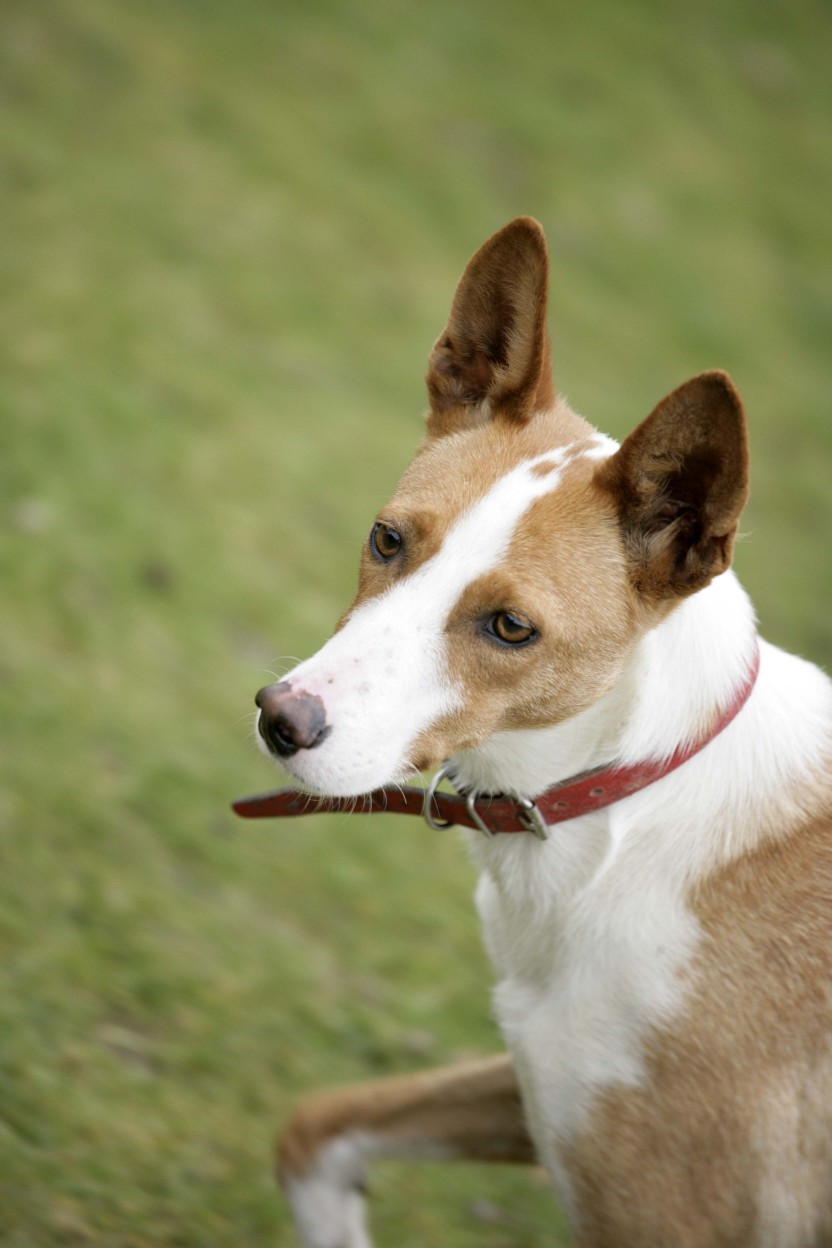 Heidie 1 year old female Hound (Podenco) available for adoption