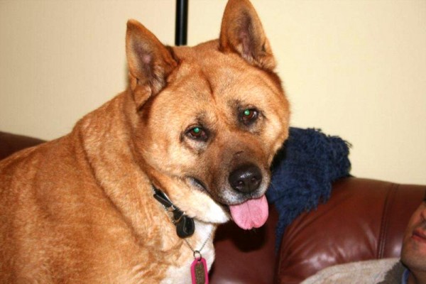 Posts by Akita Rescue and Welfare Trust UK | Dogs for Adoption & Rescue ...