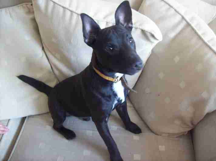 chihuahua patterdale cross