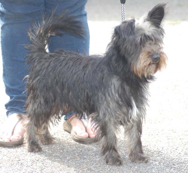 Hamish 2 Year Old Male Scottish Terrier Cross Yorkshire Terrier