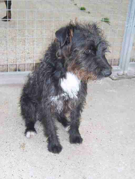 poodle cross patterdale