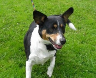 Posts by St Giles Kennels and Rehoming Centre Somerset | Dogs for ...