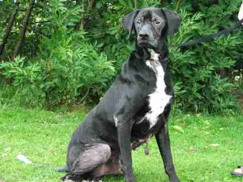 rottweiler x dalmation