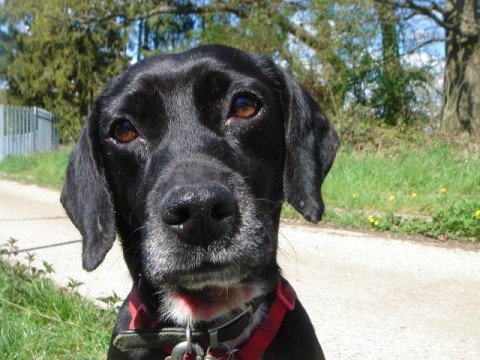 cocker x patterdale