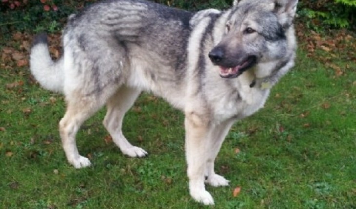 Woody – 3 year old male Malamute cross German Shepherd dog for adoption