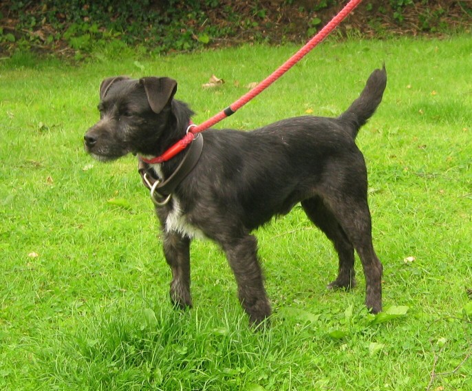 Bobbin – 2-3 year old male Patterdale Terrier dog for adoption