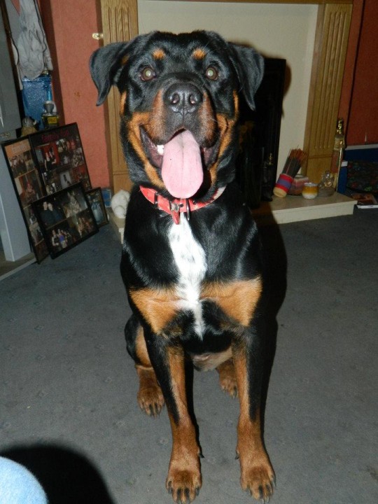 Bella - 10 month old female Rottweiler available for adoption