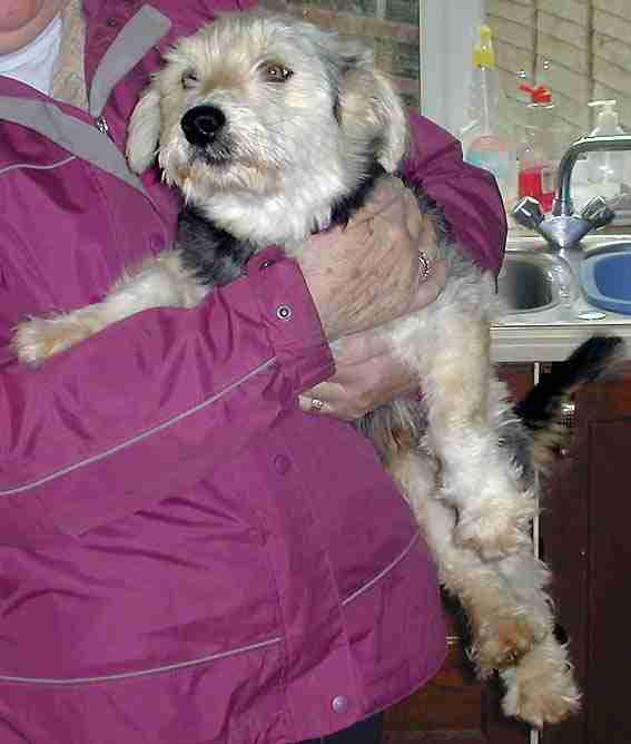 Goodward Dog Rescue West Sussex Dogs for Adoption